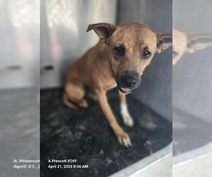 American Staffordshire Terrier-Unknown Mix Dogs for adoption in San Antonio, TX, USA