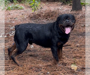 Father of the Rottweiler puppies born on 05/11/2025