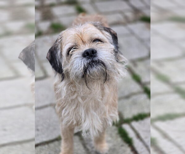 Medium Photo #4 Mutt Puppy For Sale in Morganville, NJ, USA