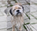 Small Photo #4 Mutt Puppy For Sale in Morganville, NJ, USA