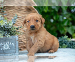 Puppy Digger Golden Retriever