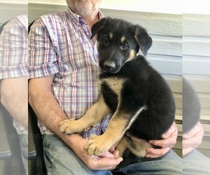 German Shepherd Dog Puppy for sale in BRIGHTON, CO, USA