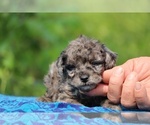 Small #7 Poodle (Toy)