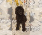 Small Poodle (Standard)