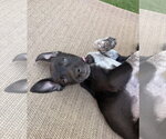 Small #3 German Shorthaired Pointer Mix