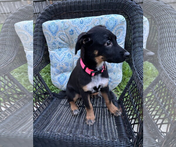 Medium Photo #2 Mutt Puppy For Sale in Holly Springs, NC, USA