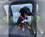 Small #1 Mutt