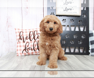 Medium Goldendoodle (Miniature)