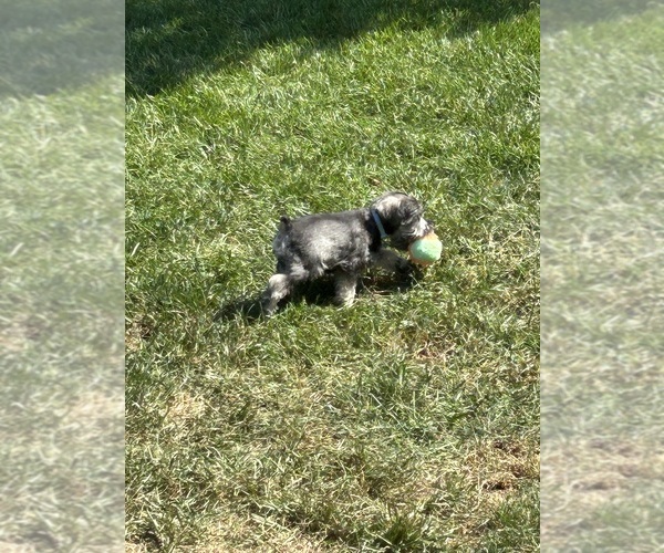Medium Photo #8 Schnauzer (Miniature) Puppy For Sale in PLATTE CITY, MO, USA