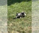 Small #7 Schnauzer (Miniature)