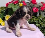 Small Photo #30 Cocker Spaniel Puppy For Sale in GOSHEN, IN, USA