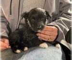 Small Photo #1 F2 Aussiedoodle Puppy For Sale in BERLIN, NJ, USA