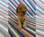 Puppy Agnes Goldendoodle