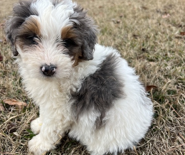 Medium Photo #3 Bernedoodle (Miniature) Puppy For Sale in SALUDA, SC, USA