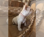 Small #3 French Bulldog