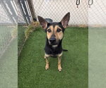 Small #4 German Shepherd Dog Mix