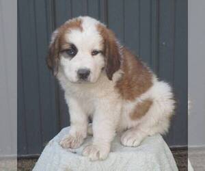Saint Bernard Puppy for sale in CHAMBERSBURG, PA, USA