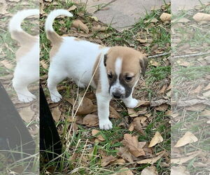 Labrador Retriever-Unknown Mix Dogs for adoption in The Woodlands, TX, USA