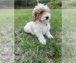Small #39 Poodle (Miniature)