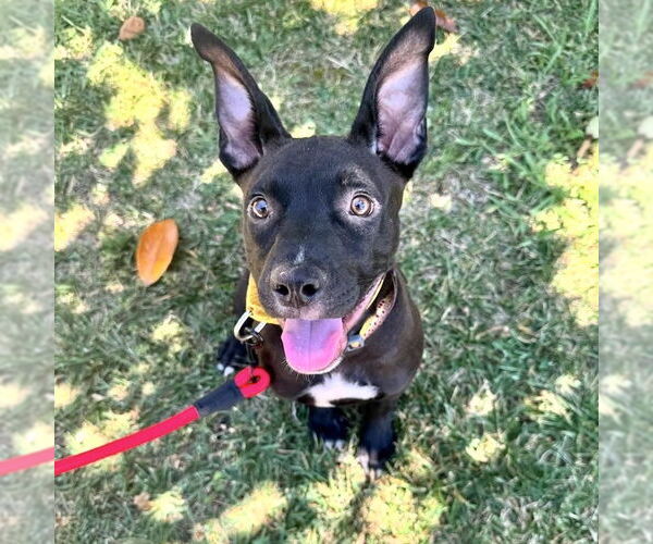 Medium Photo #3 American Staffordshire Terrier-Unknown Mix Puppy For Sale in San Juan Capistrano, CA, USA