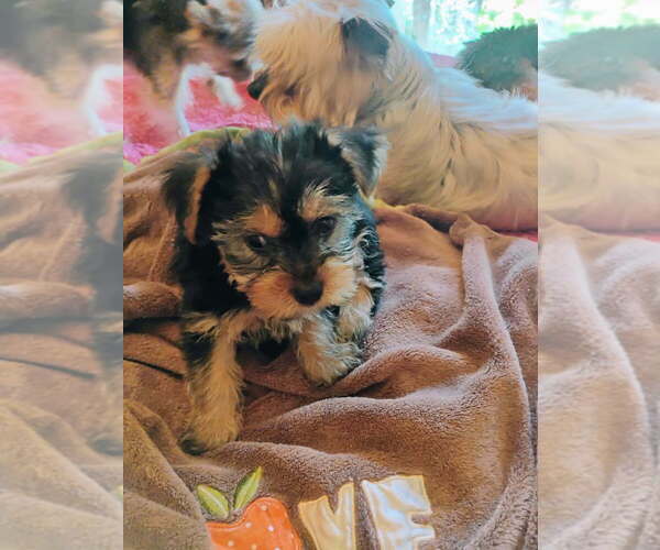 Medium Photo #1 Yorkshire Terrier Puppy For Sale in LE ROY, KS, USA