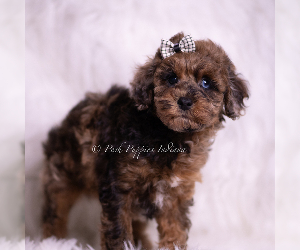 Medium Photo #5 Poodle (Toy) Puppy For Sale in WARSAW, IN, USA