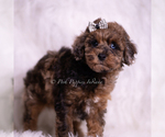 Small #4 Poodle (Toy)
