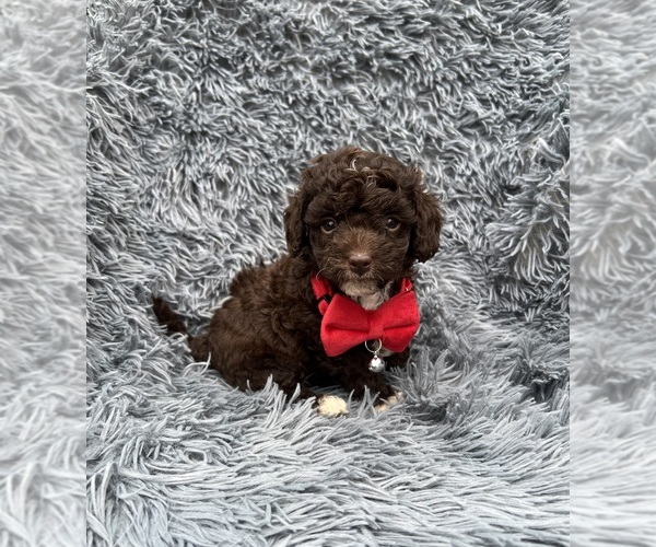 Medium Photo #1 Cavapoo Puppy For Sale in JEFFERSONVILLE, IN, USA