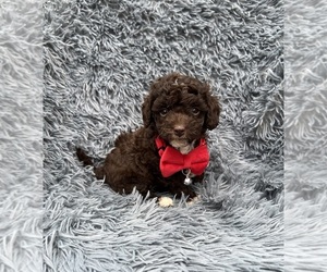 Cavapoo Puppy for sale in JEFFERSONVILLE, IN, USA