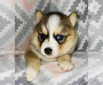 Small Photo #6 Pomsky Puppy For Sale in KENTWOOD, MI, USA