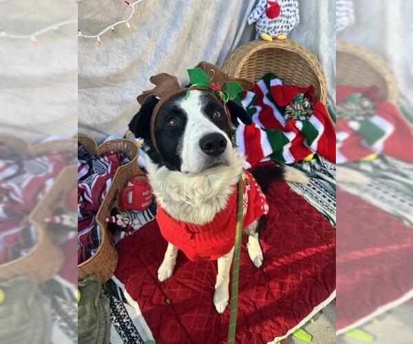 Medium Photo #1 Border Collie Puppy For Sale in Fremont, CA, USA