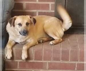 - Mix Dogs for adoption in Thomasville, NC, USA