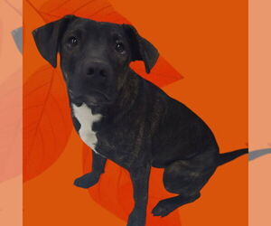 American Pit Bull Terrier-Labrador Retriever Mix Dogs for adoption in Martinsburg, WV, USA