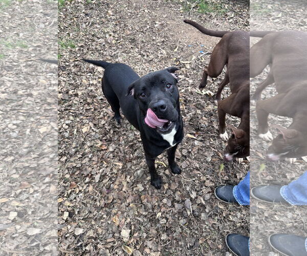 Medium Photo #3 Mutt Puppy For Sale in Jackson, MS, USA