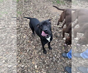 Midnight - Male Mutt Dog for Adoption - Photo #3