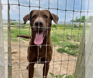 Labrador Retriever-Unknown Mix Dogs for adoption in Clarksville, AR, USA