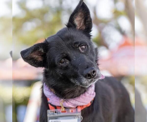 Medium Photo #1 Mutt Puppy For Sale in San Diego, CA, USA