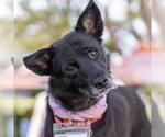 Eureka - Female Mutt Dog for Adoption - Small photo
