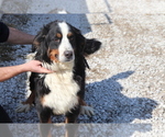 Small Photo #1 Bearded Collie-Bernese Mountain Dog Mix Puppy For Sale in SHILOH, OH, USA