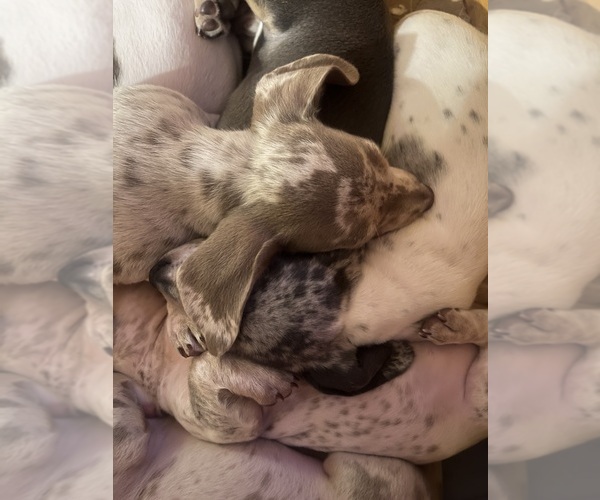 Medium Photo #24 Dachshund Puppy For Sale in LAKEBAY, WA, USA