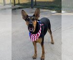 Small Photo #12 Doberman Pinscher-German Shepherd Dog Mix Puppy For Sale in Spring, TX, USA