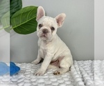 Small Photo #6 French Bulldog Puppy For Sale in FRANKLIN, IN, USA