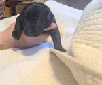 Small Photo #2 Labrador Retriever Puppy For Sale in NAVARRE, FL, USA