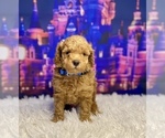 Puppy Luke Goldendoodle (Miniature)