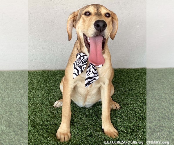 Medium Photo #2 Labbe Puppy For Sale in San Diego, CA, USA