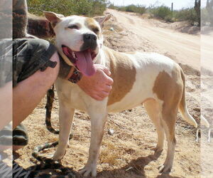 MILLIE - Female American Pit Bull Terrier-Labrador Retriever Mix Dog for Adoption - Photo #12