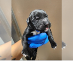 Small Photo #3 Boxer Puppy For Sale in Austin, TX, USA