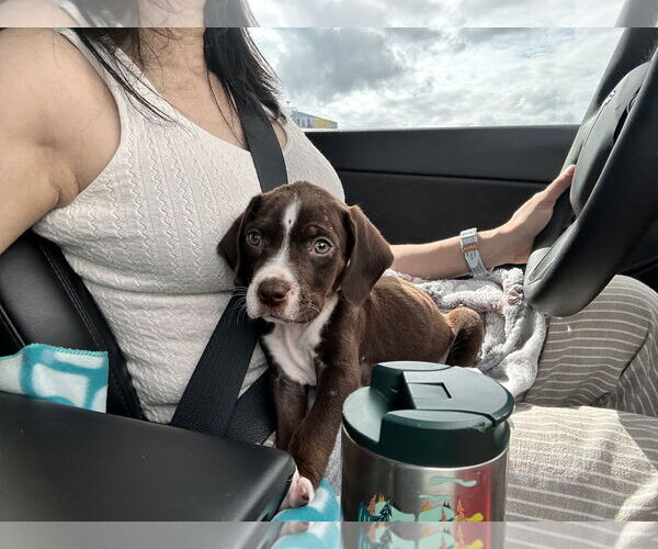 Medium Photo #2 Boxer-Unknown Mix Puppy For Sale in Orlando, FL, USA