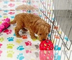 Small #8 Cavapoo mix (+ Poodle Miniature)