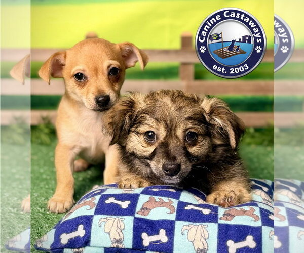Medium Photo #5 Chiweenie Puppy For Sale in Arcadia, FL, USA